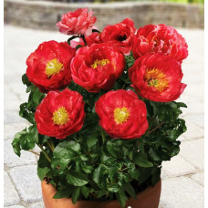 Пион Moscow (Москва)