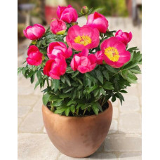 Пион Oslo (Осло)