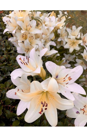 Луковичные