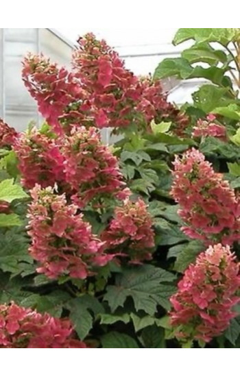 Гортензия другие