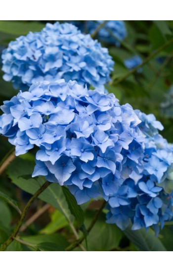 Гортензия крупнолистная