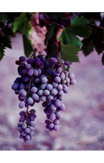 Виноград
