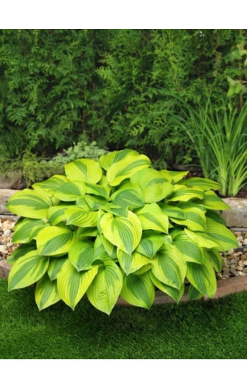 Многолетники