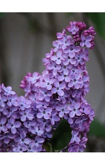 Декоративные