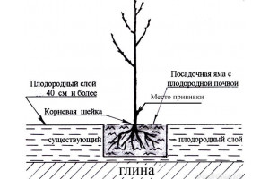 Посадка Саженцев